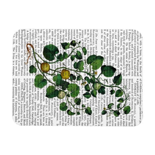 Squash Vine 4 Magnet (Horizontal)