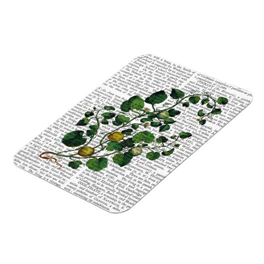 Squash Vine 4 Magnet (Linke Seite)