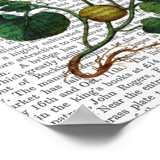 Squash Vine 4 Poster (Ecke)