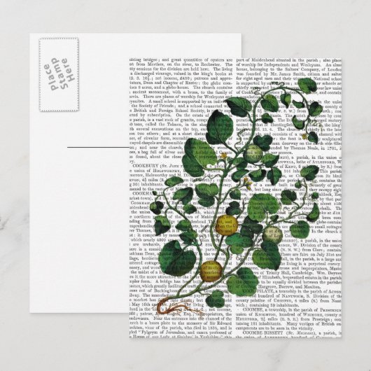 Squash Vine 4 Postkarte (Vorne/Hinten)