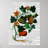 Squash Vine Poster (Vorne)