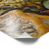 Squashvariante Fotodruck (Ecke)