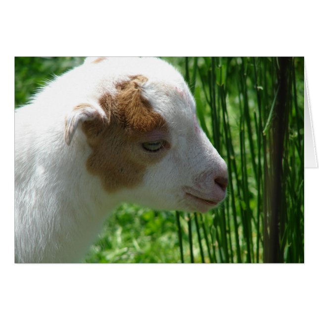 Squeak (Vorderseite (Horizontal))