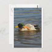 Squeaky Postkarte (Vorne/Hinten)