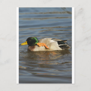 Squeaky Postkarte