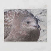 Squeaky Postkarte (Vorderseite)