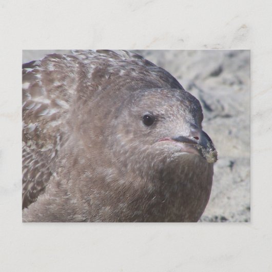 Squeaky Postkarte (Vorderseite)