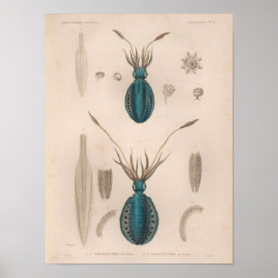 Squid Blau Vintage Meereskreaturen Kunst Druck Poster