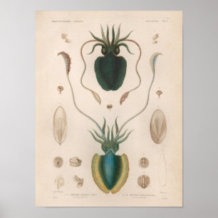 Squid Blau Vintage Meerestiere Kunst Druck Poster