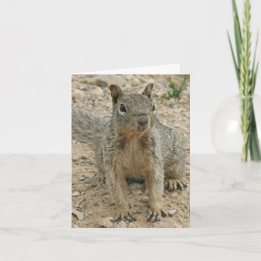 Squirel Karte (Vorderseite)