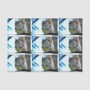 squirrel-13.jpg seidenpapier