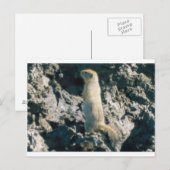 SQUIRREL (2) POSTKARTE (Vorne/Hinten)