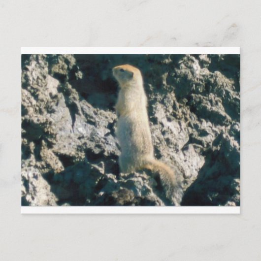 SQUIRREL (2) POSTKARTE (Vorderseite)