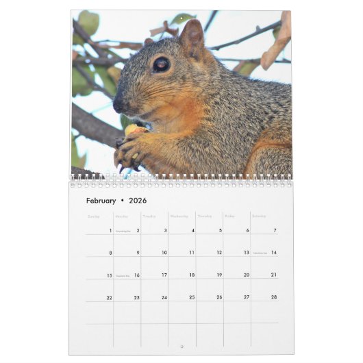Squirrel Calendar 2022 Kalender (Feb 2026)