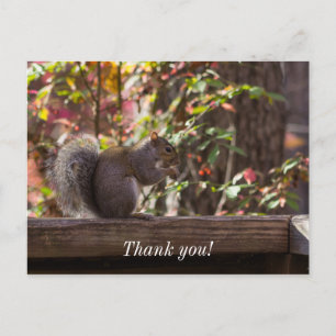 Squirrel Chow Time Danke Postcard Postkarte