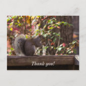 Squirrel Chow Time Danke Postcard Postkarte (Vorderseite)