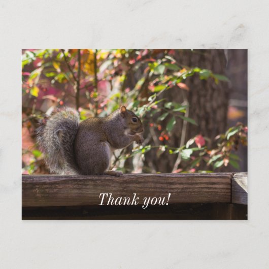 Squirrel Chow Time Danke Postcard Postkarte (Vorderseite)