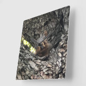 Squirrel Clock Quadratische Wanduhr (Winkel)