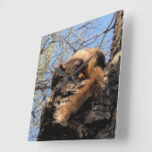 Squirrel Clock Quadratische Wanduhr (Winkel)