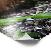 Squirrel Close Up Fotodruck (Ecke)