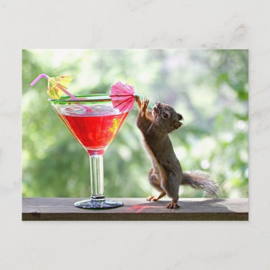 Squirrel Drinking Cocktail Postkarte (Vorderseite)