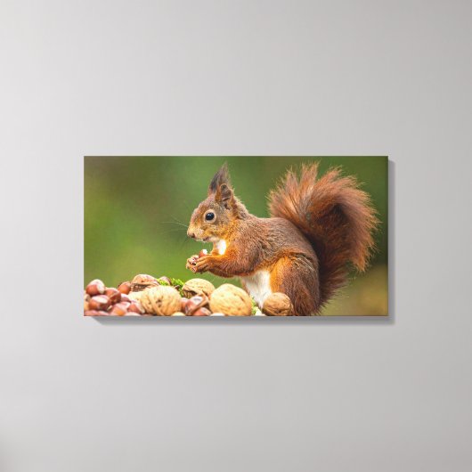 squirrel eating nut leinwanddruck (Vorderseite)