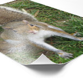 Squirrel Fotodruck (Ecke)