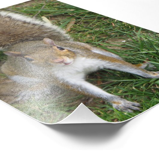 Squirrel Fotodruck (Ecke)