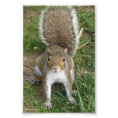 Squirrel Fotodruck (Vorne)