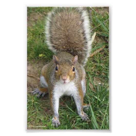 Squirrel Fotodruck (Vorne)
