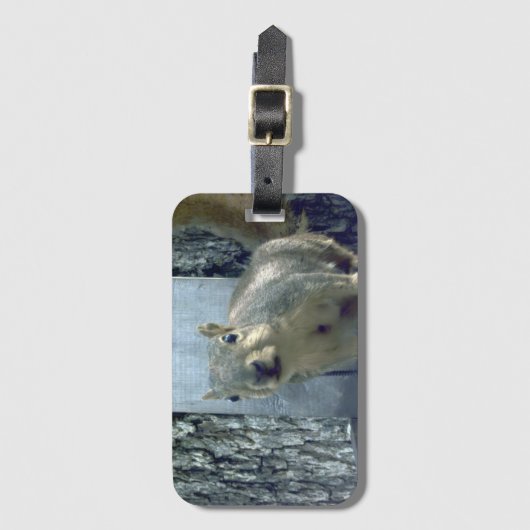 Squirrel gepäckanhänger (Vorderseite Vertikal)