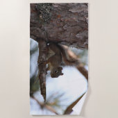 Squirrel in a Pine Tree Beach Towel Strandtuch (Vorderseite)