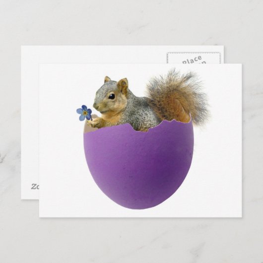 Squirrel in Eggshell Postcard Postkarte (Vorne/Hinten)