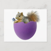Squirrel in Eggshell Postcard Postkarte (Vorderseite)