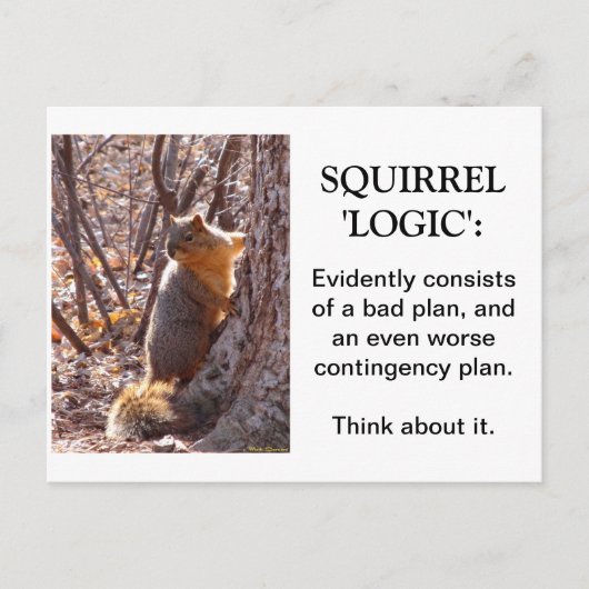 Squirrel Logic Postkarte (Vorderseite)