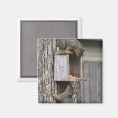 Squirrel Magnet (Vorderseite/Rückseite)