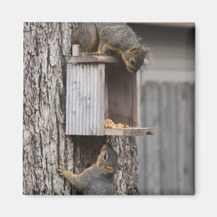 Squirrel Magnet