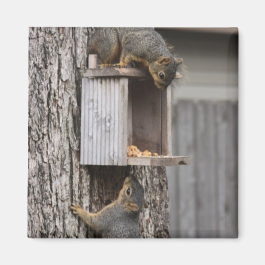 Squirrel Magnet (Vorne)