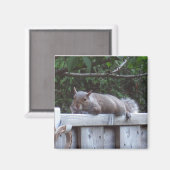 Squirrel Magnet (Vorderseite/Rückseite)