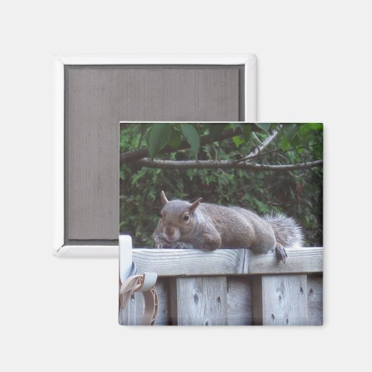 Squirrel Magnet (Vorderseite/Rückseite)