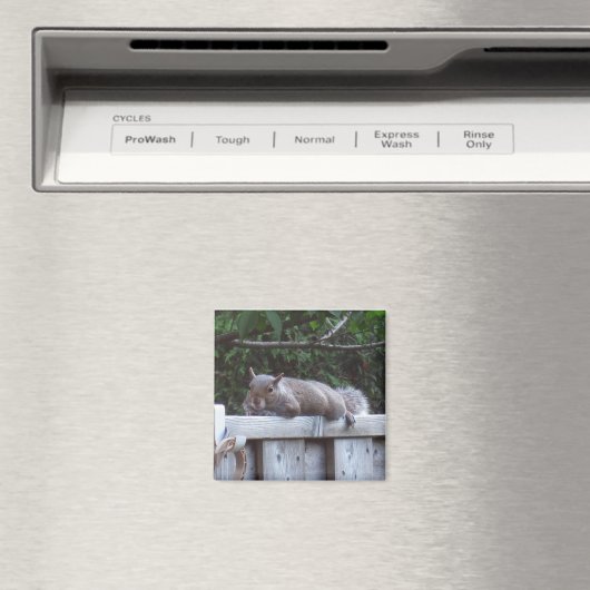 Squirrel Magnet (In Situ (Geschirrspüler))