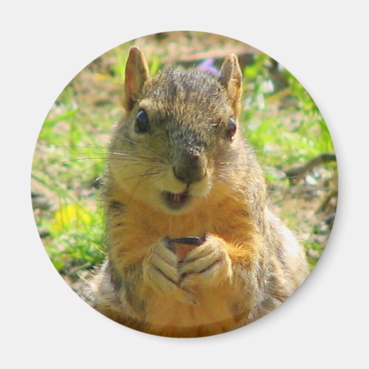 Squirrel Magnet (Vorne)