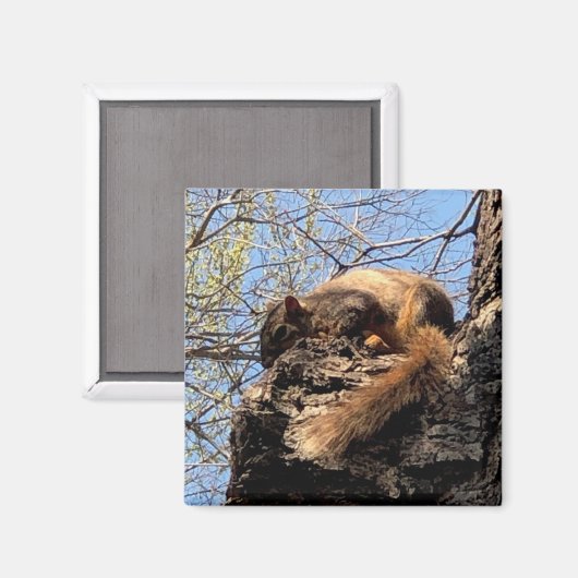 Squirrel Magnet (Vorderseite/Rückseite)
