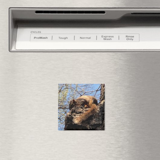 Squirrel Magnet (In Situ (Geschirrspüler))