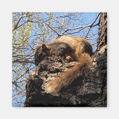 Squirrel Magnet (Vorne)