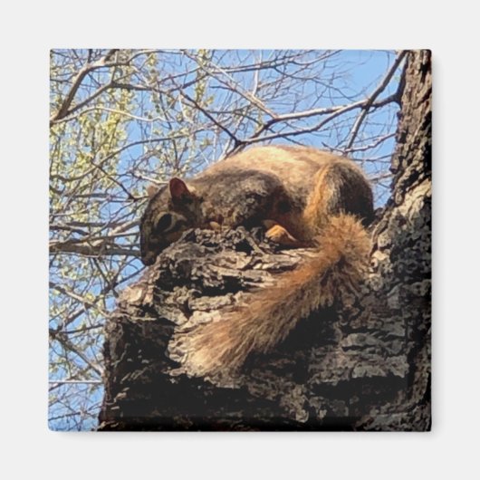 Squirrel Magnet (Vorne)