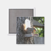 Squirrel Magnet (Vorderseite/Rückseite)