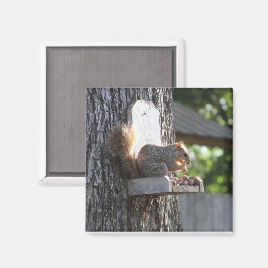 Squirrel Magnet (Vorderseite/Rückseite)