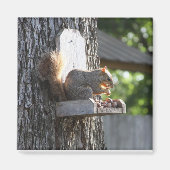 Squirrel Magnet (Vorne)