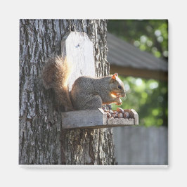 Squirrel Magnet